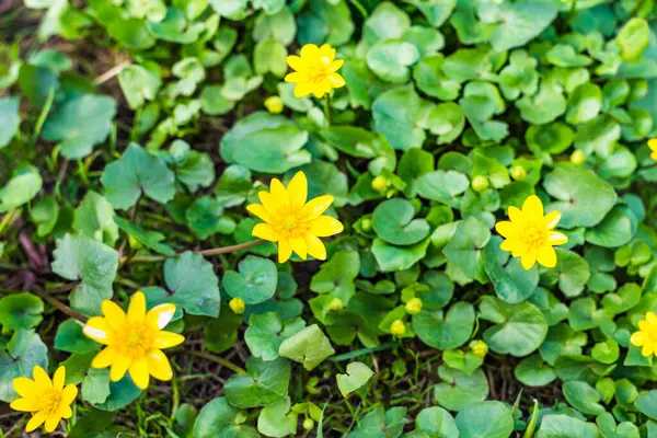 Grama Verde Flores Primavera Prado Amarelo Close Macro Fundo Primavera — Fotografia de Stock