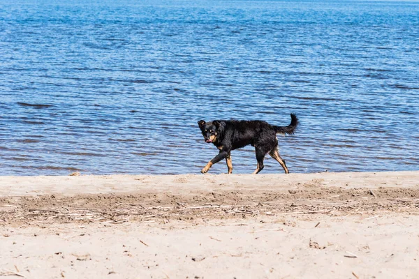 Cane Randagio Nero Che Corre Sulla Spiaggia Sabbiosa Vuota Durante — Foto Stock