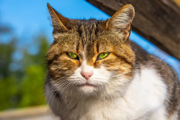 一只绿眼睛的猫的肖像 — 图库照片