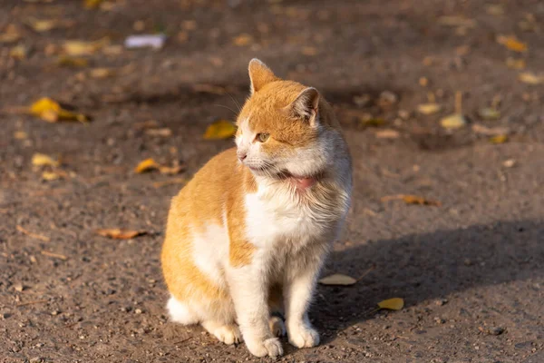 Chat Rouge Sans Abri Avec Cou Endolori — Photo