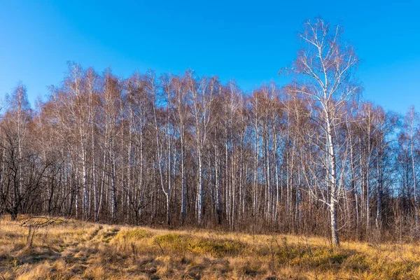 Bouleau Beau Paysage Automne Avec Herbe Sèche Jaune — Photo