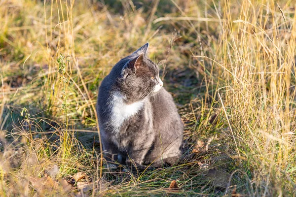 Beau Chat Gris Automne Herbe Sèche — Photo