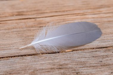 Ahşap zemin üzerinde martı tüyü yakın plan - makro