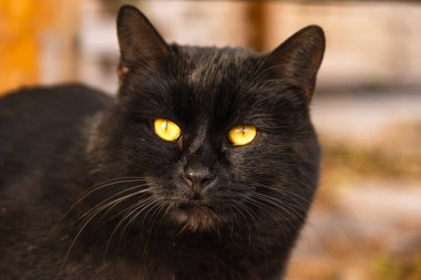 Turuncu gözlü, güzel bir sokak kedisinin portresi.