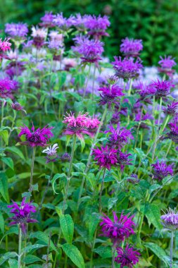 Monarda yumuşak mor - çayırda güzel çiçekli bitkiler. Bahar arkaplanı.