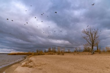 Dramatik bir manzara. Kum tepelerinde büyüyen çıplak dallarla ağaçların üzerinde bir karga sürüsü.
