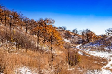 Güzel kış manzarası - Yüksek meşelerle tepelere düşen taze kar