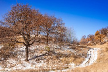 Güzel kış manzarası - güneşli bir günde karlı tepelerdeki ağaçlar