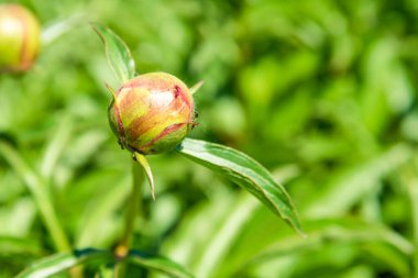 Şakayık tomurcuğu ve üzerinde karınca - makro