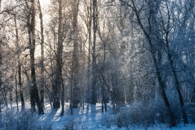 Sabah kış ormanlarında kar yağar - güzel orman manzarası