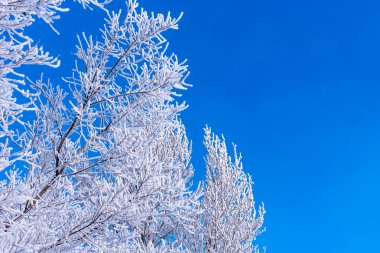 Kış arkaplanı - mavi gökyüzü arka planında kışın ağaç dalları, boşluğu kopyala