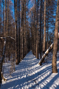 Güzel orman manzarası - kış ormanlarının yolu