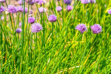 Çiçekli soğan tarlası