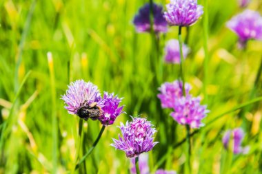 Çiçek soğanlı yaban arıları yakın plan. Bahar büyümesini kavra