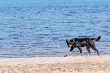 Kumlu sahilde başıboş bir köpek.