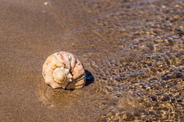 Deniz kabuğu kumlu sahilde yakın çekim - denizde tatil kavramı