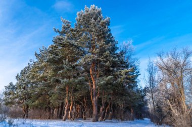 Ormanda sabah ayazda çamlar - güzel kış manzarası