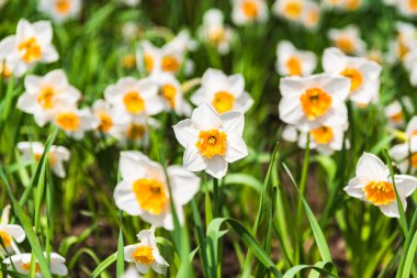 Bahçedeki beyaz bahar nergisleri kapanıyor.