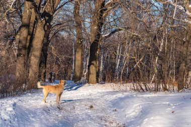 Kış ormanında vahşi evsiz kırmızı köpek