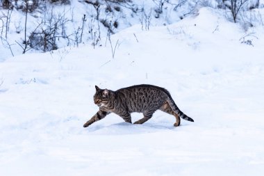 Tekir kedi kış ormanında taze karda yürüyor.