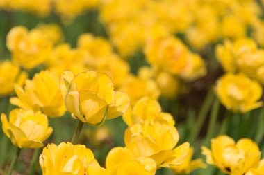 Sarı laleler, seçici odak