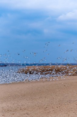 Boş bir kış plajında martı sürüsü