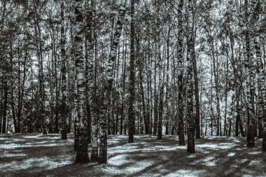 Birch korusu güneşli bir günde - siyah beyaz fotoğraf