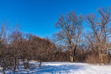 Güzel kış ormanlık arazisi - Orman yolunun yanındaki meşe ağacı