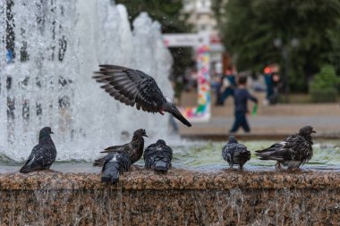 Güvercinler şehir çeşmesinde yıkanır.