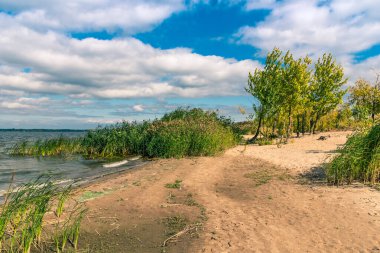 Güzel bir sonbahar manzarası. Ağaçlı kumlu bir sahil.