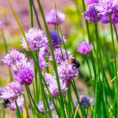 Çiçekli soğan tarlası