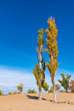 Sonbahar manzarası - kumlu sahildeki ağaçlar ve arka planda güzel mavi bir gökyüzü