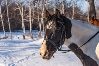 Bir kış parkının arka planında at kafası.