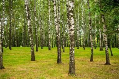 Birch korusu güneşli bir günde