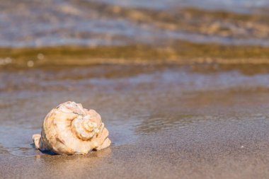 Deniz kabuğu kumlu sahilde yakın çekim - denizde tatil kavramı