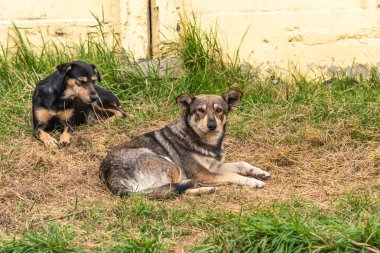 Şehir köpeği çimlerin üzerindeki duvarın yanında dinleniyor.
