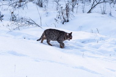 Tekir kedi kış ormanında taze karda yürüyor.