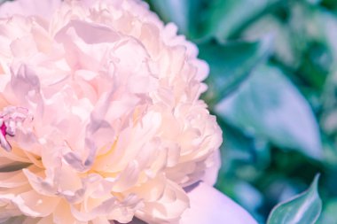 Güzel bir pembe şakayık tomurcuğu. Çiçek arkaplanı