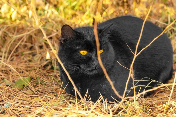 黄草中长着橙色眼睛的黑猫 — 图库照片