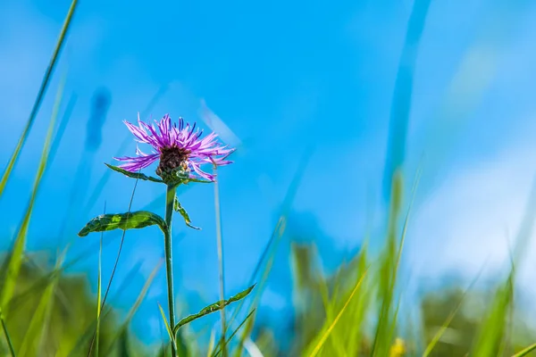 Květ Chrpy Zblízka Makro — Stock fotografie