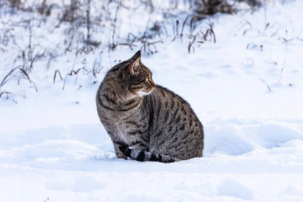 被剥光衣服的流浪猫坐在雪地上 — 图库照片