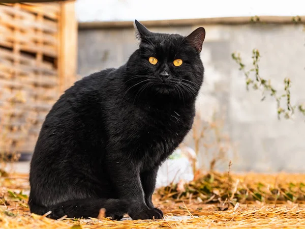 一只长着橙色眼睛的漂亮街道黑猫的画像 — 图库照片