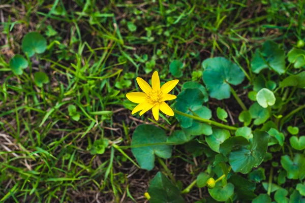 Grama Verde Flores Primavera Prado Amarelo Close Macro Fundo Primavera — Fotografia de Stock