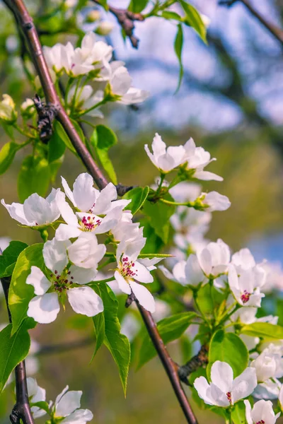 Appelboom Tak Met Bloemen Tegen Een Wazig Voorjaar Tuin Lente — Stockfoto