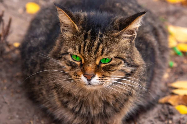 一只绿眼睛的街头猫的画像 — 图库照片