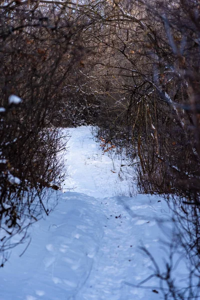 Wąska Ścieżka Zimowego Lasu Piękny Krajobraz Leśny — Zdjęcie stockowe