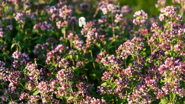 Timo Fiore Giardino Estate Bellissimo Sfondo — Foto Stock