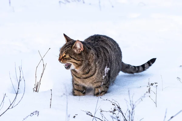 Tabby Cat Walks Fresh Snow Winter Forest — Stock Photo, Image