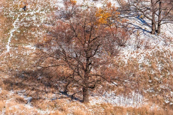 Vackert Vinterlandskap Bakgrund Träd Med Höst Apelsinblad Bergssidan Och Nysnö — Stockfoto