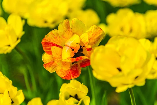 Pomerančové Žluté Tulipány Poli Zblízka Makro Jarní Pozadí — Stock fotografie
